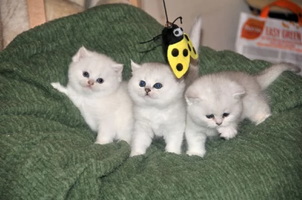 British shorthair  | Foto 1