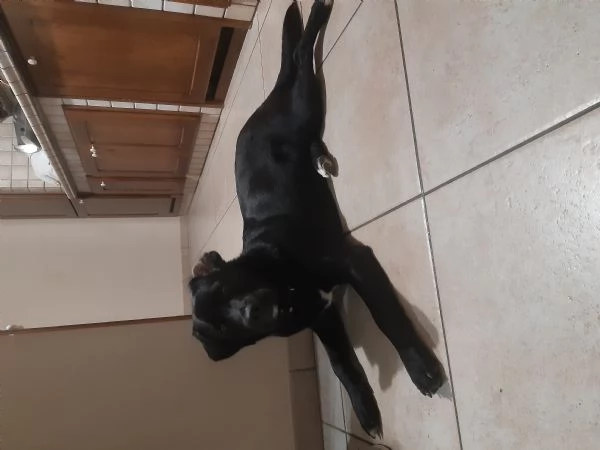 Regalo cucciolo
