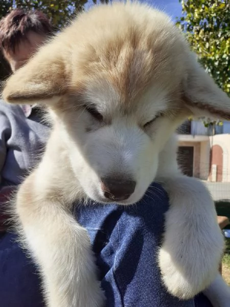 Cuccioli di Alaskan Malamute cercano casa