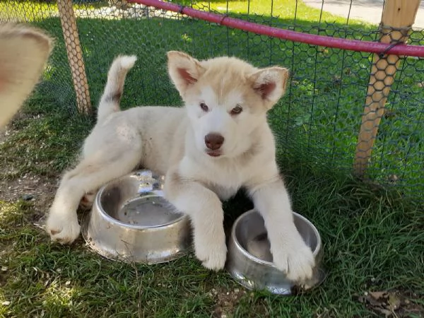 Cuccioli di Alaskan Malamute cercano casa | Foto 6