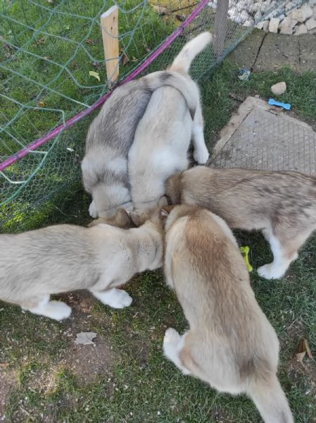 Cuccioli di Alaskan Malamute cercano casa | Foto 5
