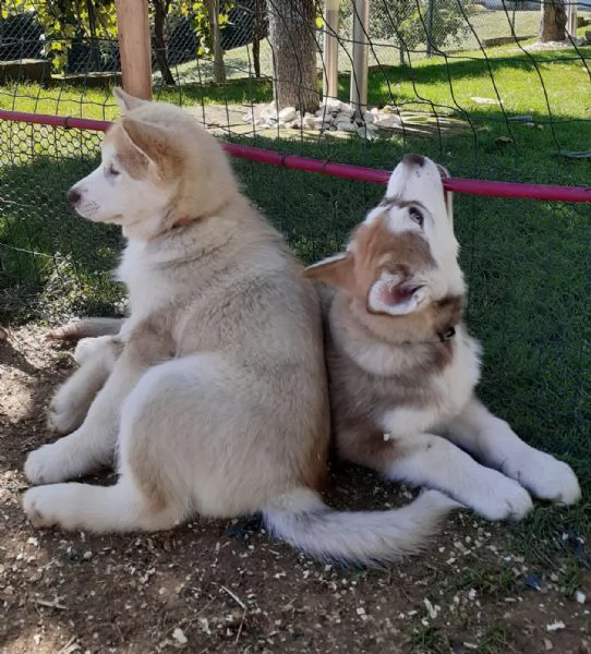 Cuccioli di Alaskan Malamute cercano casa | Foto 4