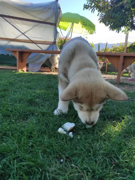 Cuccioli di Alaskan Malamute cercano casa | Foto 3