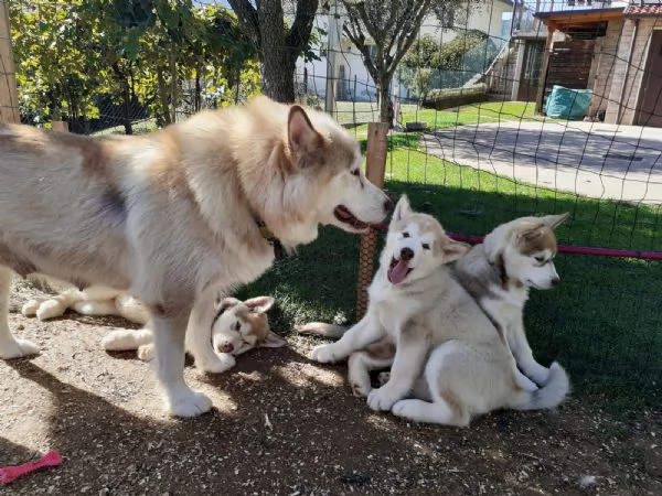 Cuccioli di Alaskan Malamute cercano casa | Foto 2