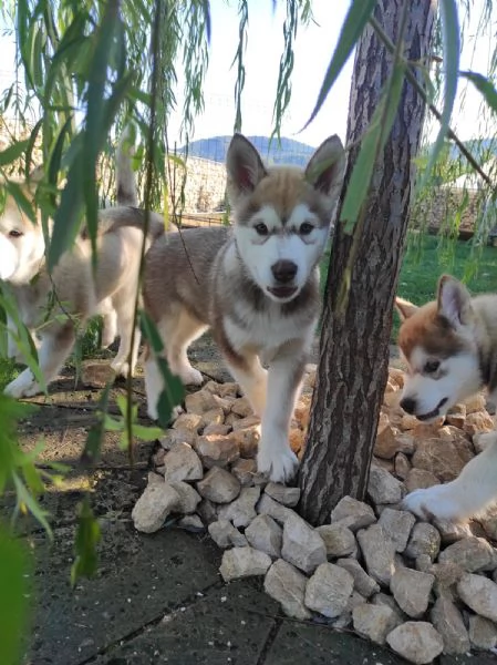 Cuccioli di Alaskan Malamute cercano casa | Foto 1