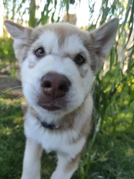 Cuccioli di Alaskan Malamute cercano casa | Foto 0