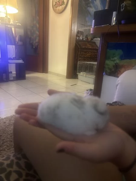 Cuccioli di conigli nani arieteolandese | Foto 3