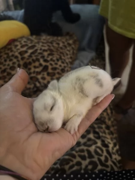 Cuccioli di conigli nani arieteolandese | Foto 2