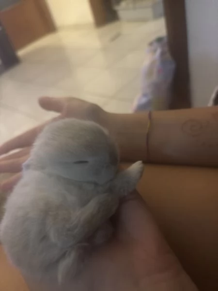 Cuccioli di conigli nani arieteolandese | Foto 1