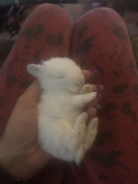 Cuccioli di conigli nani arieteolandese | Foto 0