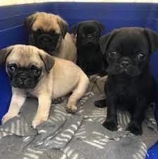 Cuccioli di Carlino adorabili | Foto 0