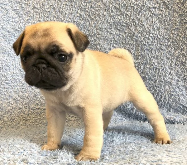 Cuccioli di Carlino maschi e femmine
