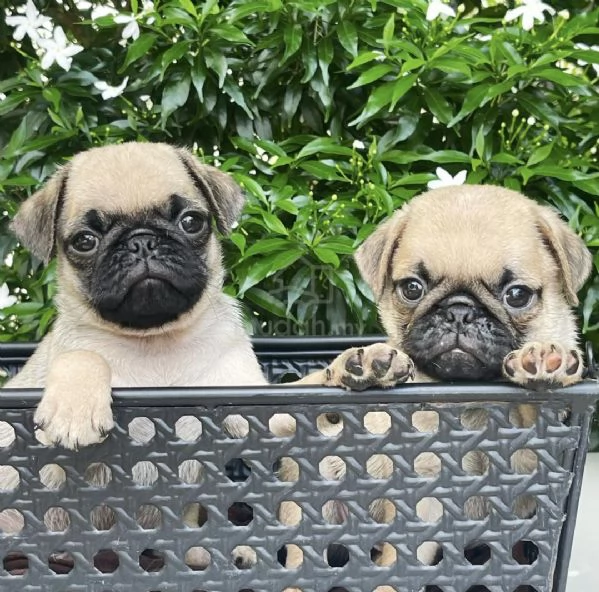 Cuccioli di carlino in vendita