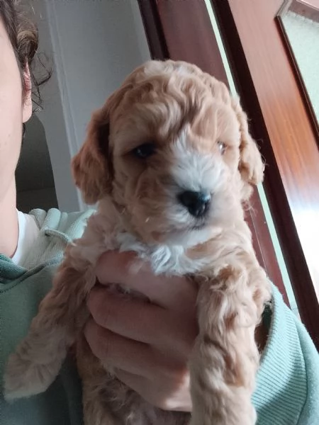 Vendo cucciolo di Barboncino nano  