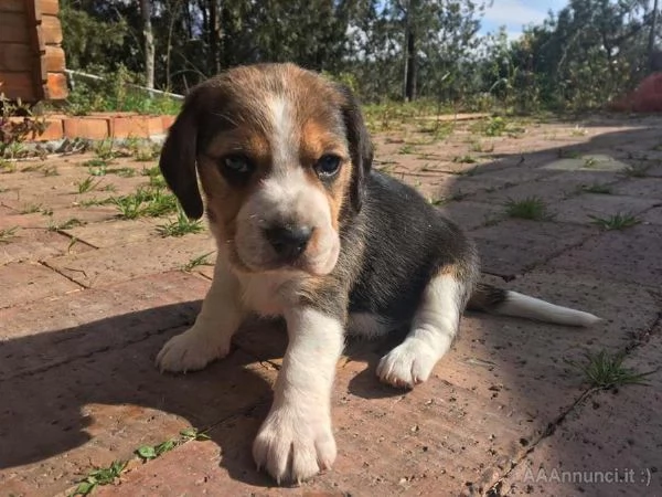 Cuccioli di Beagle carini disponibili per ladozione