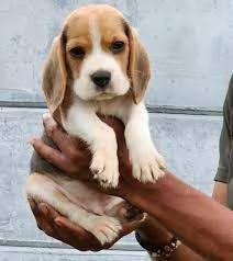  Bellissimi cuccioli di Beagle in vendita