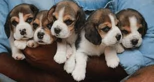  Bellissimi cuccioli di Beagle in vendita | Foto 0