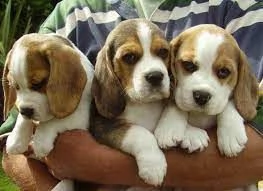 Cuccioli di Beagle registrati dallAKC