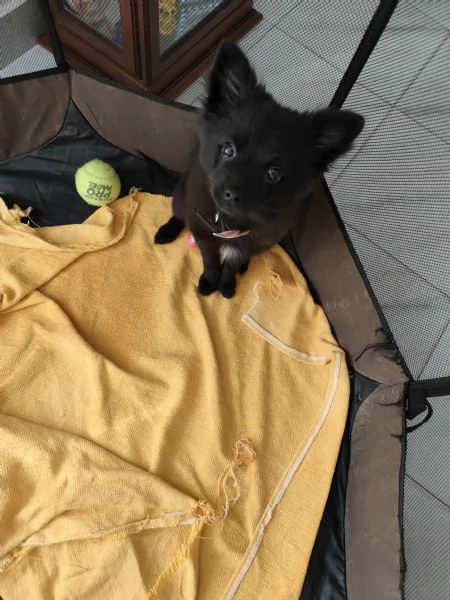 Vendo cagnolina 