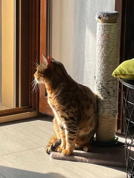 Gatto Bengala Maschio di 5 anni | Foto 1