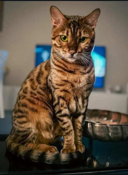 Gatto Bengala Maschio di 5 anni