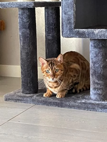 Gatto Bengala Maschio di 5 anni | Foto 0