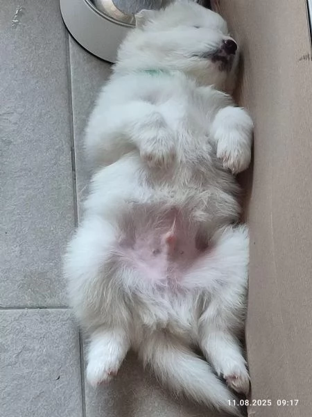 Disponibili cuccioli Samoiedo 3  | Foto 1