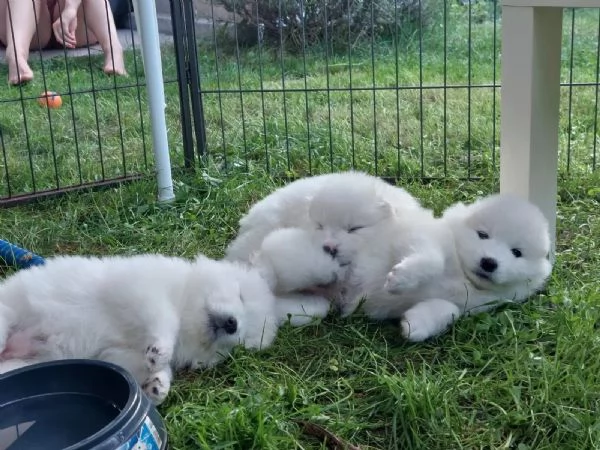 Disponibili cuccioli Samoiedo 3  | Foto 0