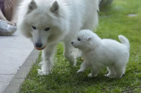 Disponibili cuccioli Samoiedo 3 