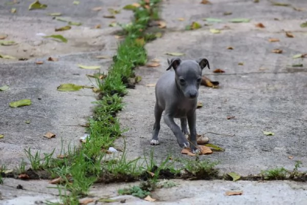 Bellissimi cuccioli di levriero italiano pronti per ladozione | Foto 4