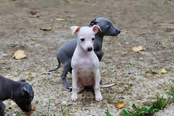 Bellissimi cuccioli di levriero italiano pronti per ladozione | Foto 1