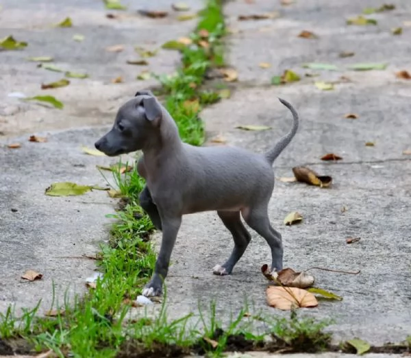 Bellissimi cuccioli di levriero italiano pronti per ladozione | Foto 0