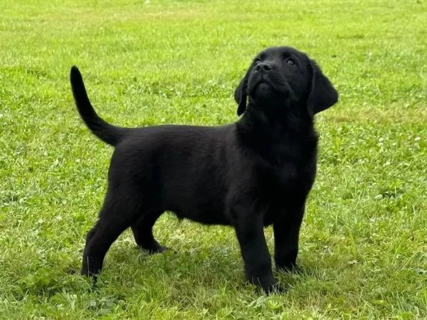 Cuccioli di Labrador in cerca di una casa amorevole | Foto 0
