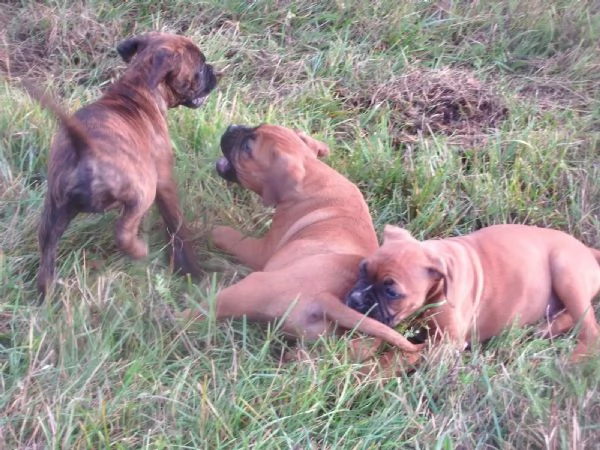 Cuccioli di Boxer di razza pura pronti per ladozione | Foto 2