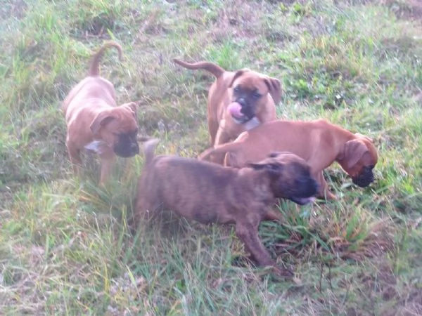 Cuccioli di Boxer di razza pura pronti per ladozione | Foto 1