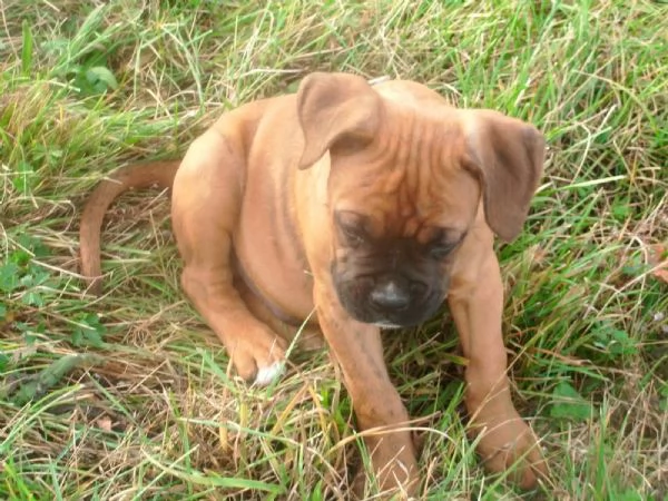 Cuccioli di Boxer di razza pura pronti per ladozione | Foto 0