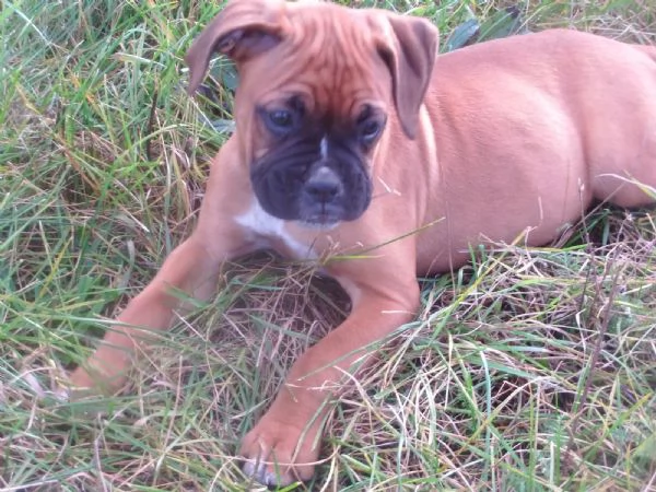Cuccioli di Boxer di razza pura pronti per ladozione