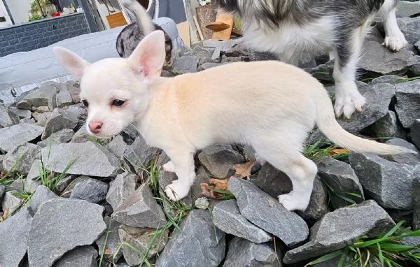 Tre  meravigliose e dolcissime chihuahua a pelo corto | Foto 1