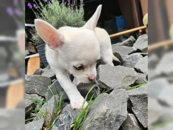 Tre  meravigliose e dolcissime chihuahua a pelo corto | Foto 0