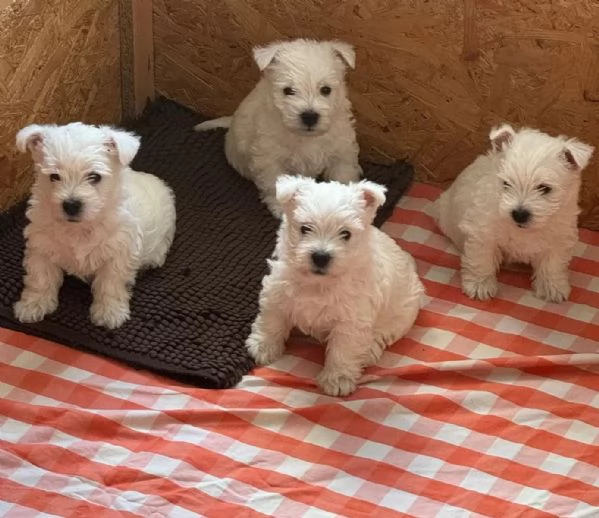 3 Adorabili cuccioli di west highland white terrier | Foto 1