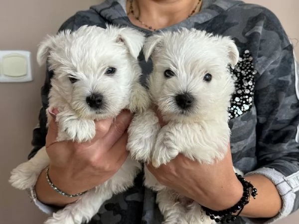3 Adorabili cuccioli di west highland white terrier | Foto 0