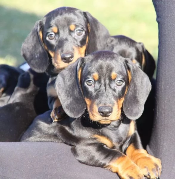 Bassotti in miniatura cercano una casa da sogno | Foto 0
