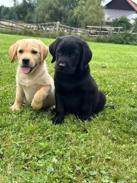 Adorabili cuccioli di Labrador per famiglie amorevoli | Foto 1