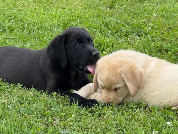 CUCCIOLI LABRADOR CHOCOLATE CON PEDIGREE | Foto 0
