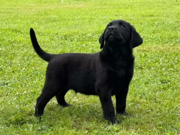 CUCCIOLI LABRADOR CHOCOLATE CON PEDIGREE | Foto 2