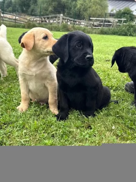 CUCCIOLI LABRADOR CHOCOLATE CON PEDIGREE | Foto 1
