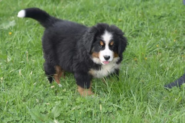 BOVARI DEL BERNESE  CUCCIOLI ALTISSIMA GENEALOGIA | Foto 3