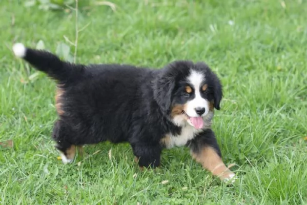 BOVARI DEL BERNESE  CUCCIOLI ALTISSIMA GENEALOGIA | Foto 2