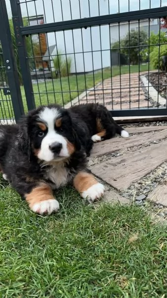 BOVARI DEL BERNESE  CUCCIOLI ALTISSIMA GENEALOGIA | Foto 1