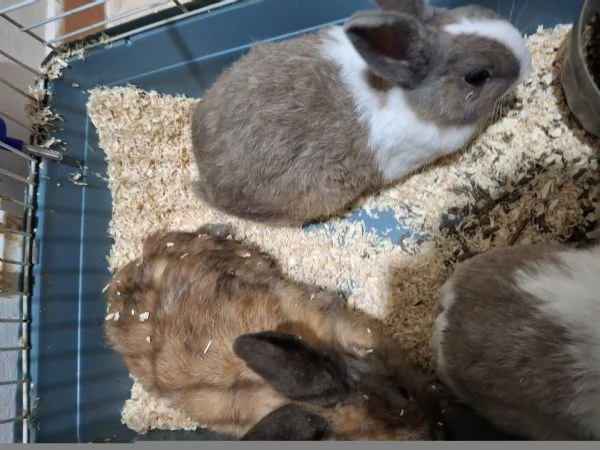 Conigli nani | Foto 0